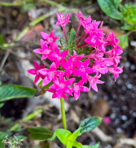 Egyptian Starcluster(Pentas lanceolata)